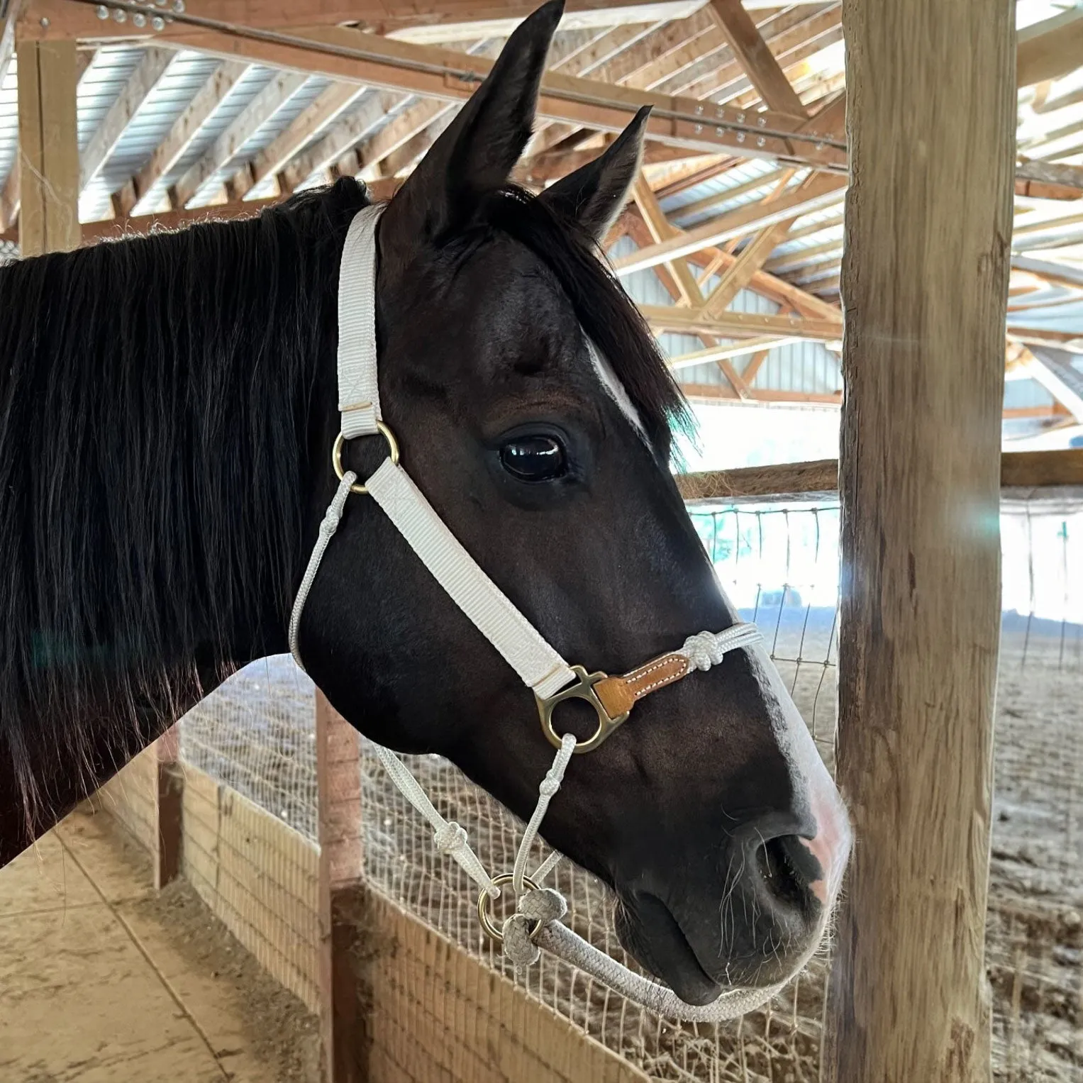 Classic Nylon Hybrid Halter®